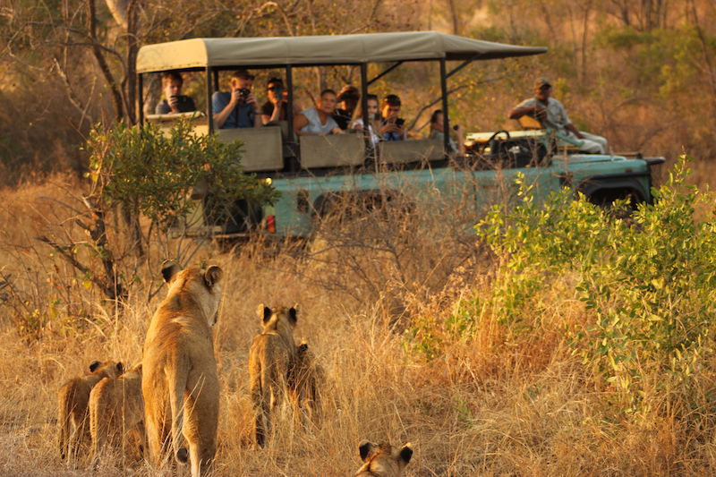 Latest Sightings in Kruger National Park 2023