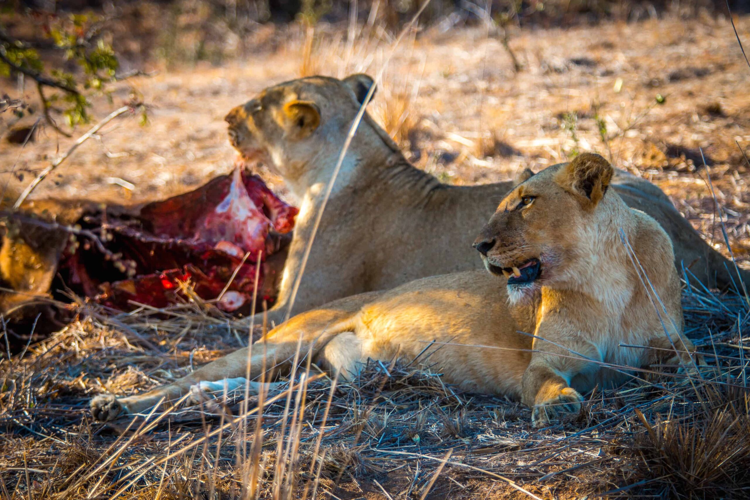 Lionesses-in-Kruger